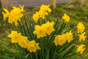 daffs